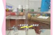 斗鱼小游戏养宠物攻略（斗鱼小游戏养宠物攻略详解，助你打造无敌战队）