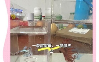 斗鱼小游戏养宠物攻略（斗鱼小游戏养宠物攻略详解，助你打造无敌战队）