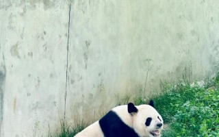 阿宝出装攻略（全方位分析阿宝出装搭配与技巧，助你成为最强王者！）