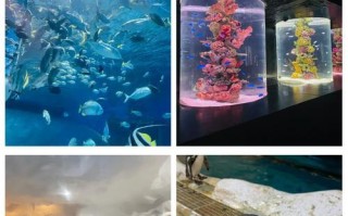 逃离动物园攻略（一场令人惊叹的大自然冒险，只需用心找寻奇迹的钥匙）