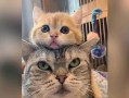叠猫猫手游攻略（揭秘叠猫猫手游的高分技巧，让你成为顶级玩家！）