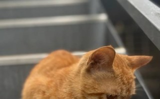 以我还活着救人攻略（生死一瞬，拯救他人的机会永存）