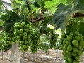 葡萄园种植攻略（品味美酒，感受农夫的乐趣；解谜冒险，收获丰盈的园地）