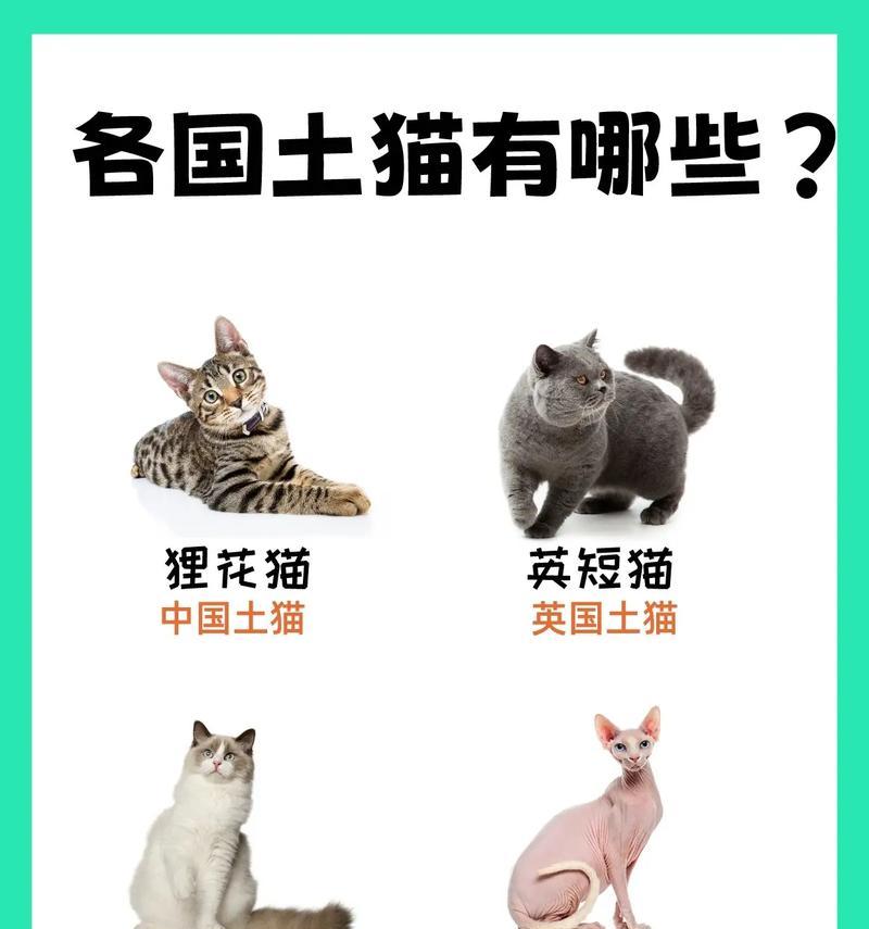 土猫王出装铭文搭配攻略——征服游戏的王者之路（从装备到铭文，助你成为无敌土猫王）-第2张图片-游戏玩法大全_