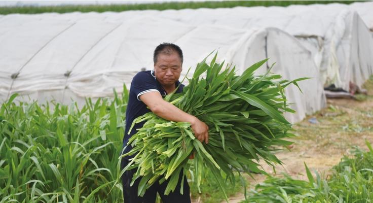 突触蚂蚱网络出装攻略-打造无敌战队（掌握关键流程，一统游戏江湖）-第3张图片-游戏玩法大全_