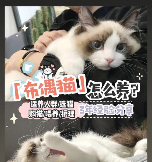 《手游布偶村攻略新手》（轻松掌握布偶村的游戏技巧，成为顶尖玩家！）-第2张图片-游戏玩法大全_