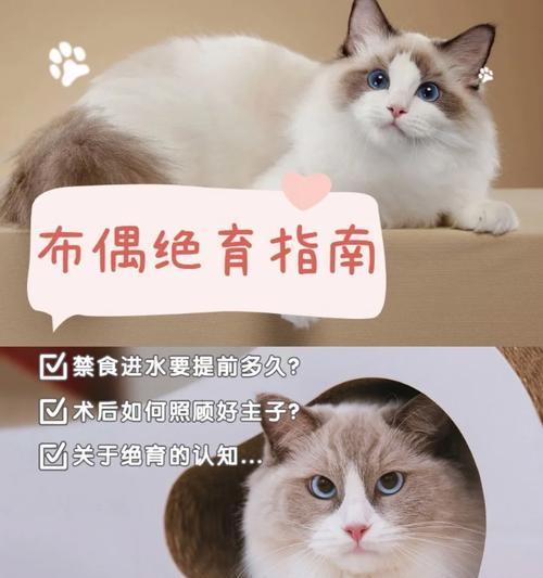 《手游布偶村攻略新手》（轻松掌握布偶村的游戏技巧，成为顶尖玩家！）-第3张图片-游戏玩法大全_