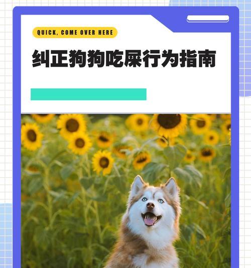 奇葩养狗游戏攻略（发挥创意，悦享养狗游戏乐趣）-第2张图片-游戏玩法大全_