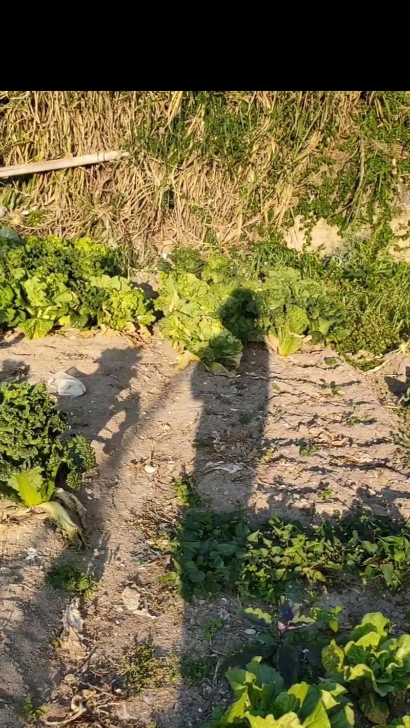 以史小坑3（掌握关键技巧，轻松偷取丰富农田资源）-第2张图片-游戏玩法大全_