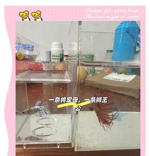 斗鱼小游戏养宠物攻略（斗鱼小游戏养宠物攻略详解，助你打造无敌战队）-第1张图片-游戏玩法大全_